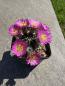 Preview: Echinocereus pulchellus v. acanthosetus